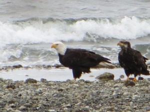 Eagles on the beach near Seattle.
