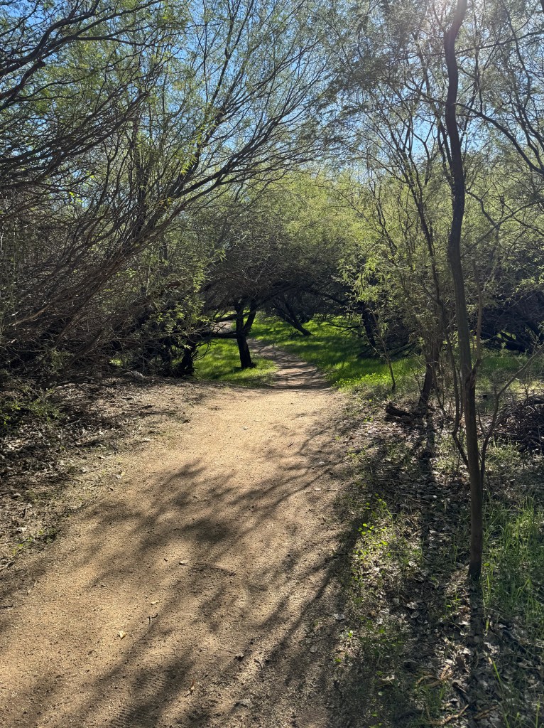 A sunlit trail in a river preserve.